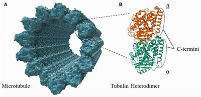 Modeling Microtubule Counterion Distributions and Conductivity Using the Poisson-Boltzmann Equation